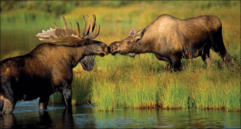 [moose+mating.jpg]
