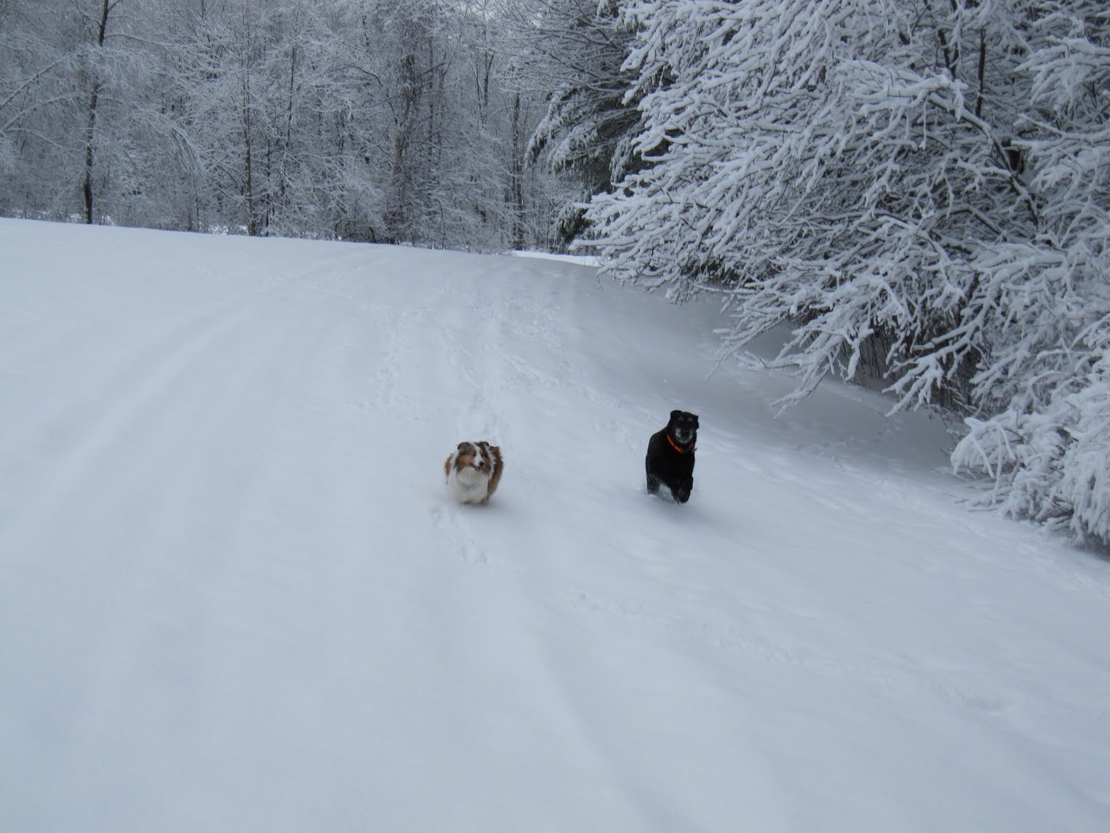 [snow+run.jpg]
