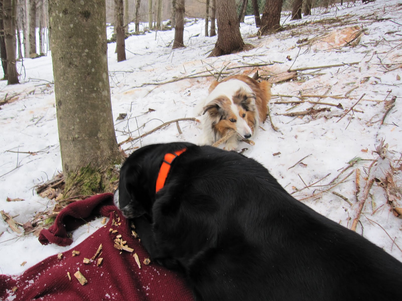 [chew+sticks+with+their+friends.jpg]