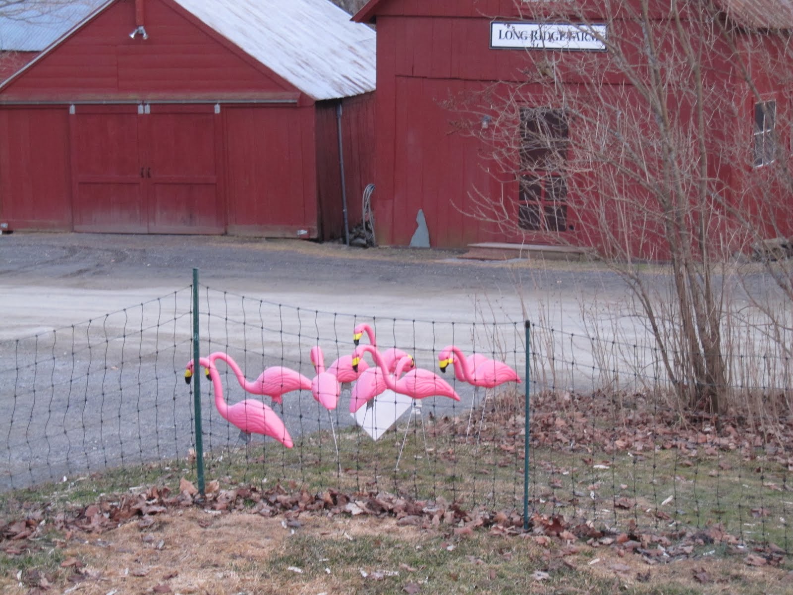 [flocked.jpg]