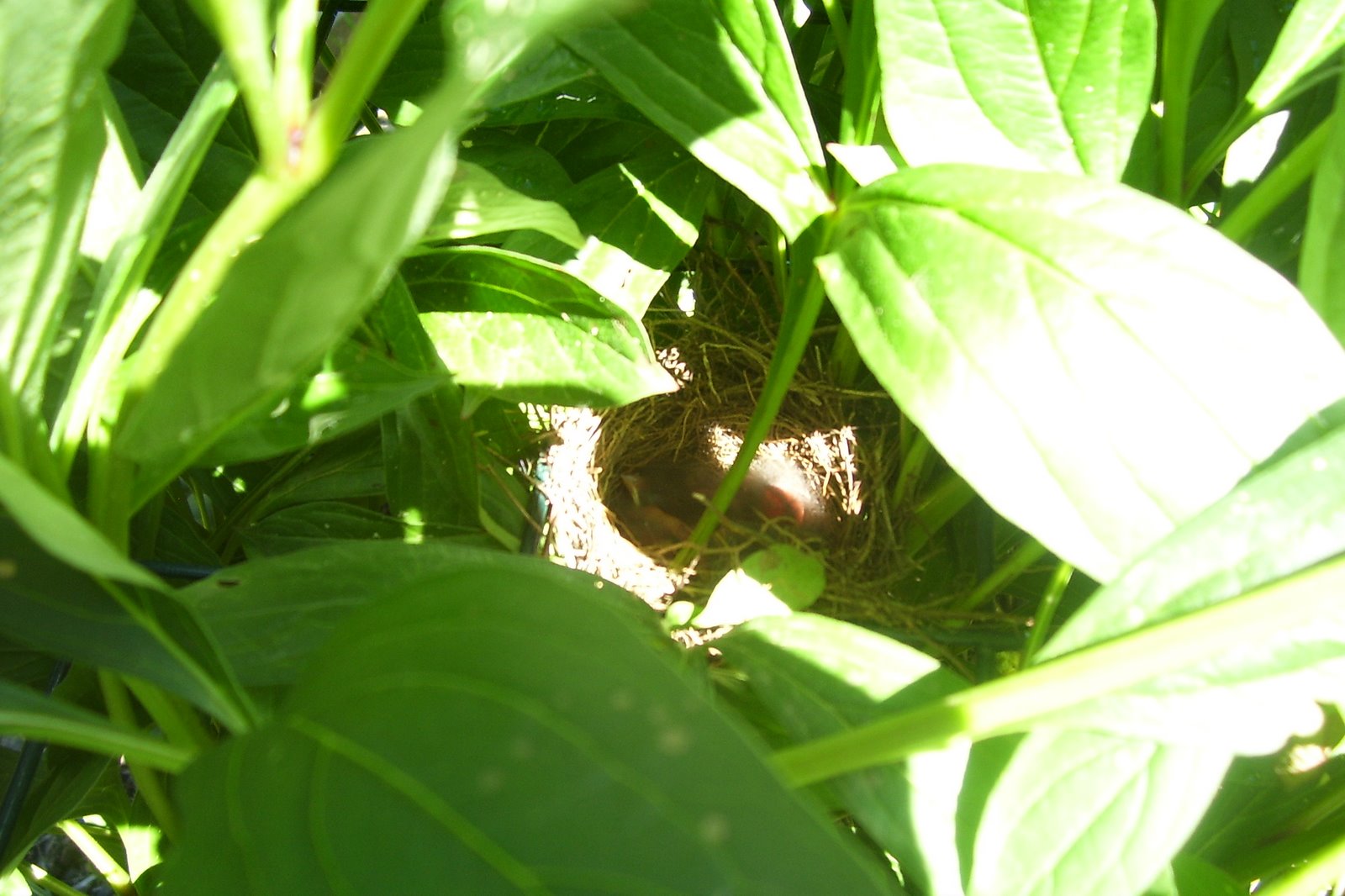 [Spring+2008+216.jpg]