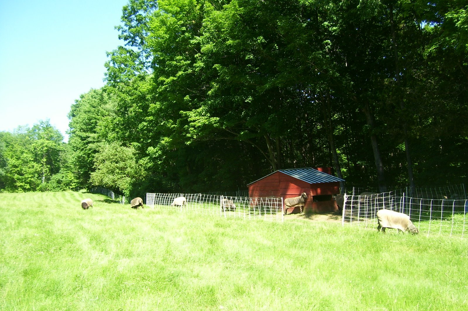 [near+field.jpg]