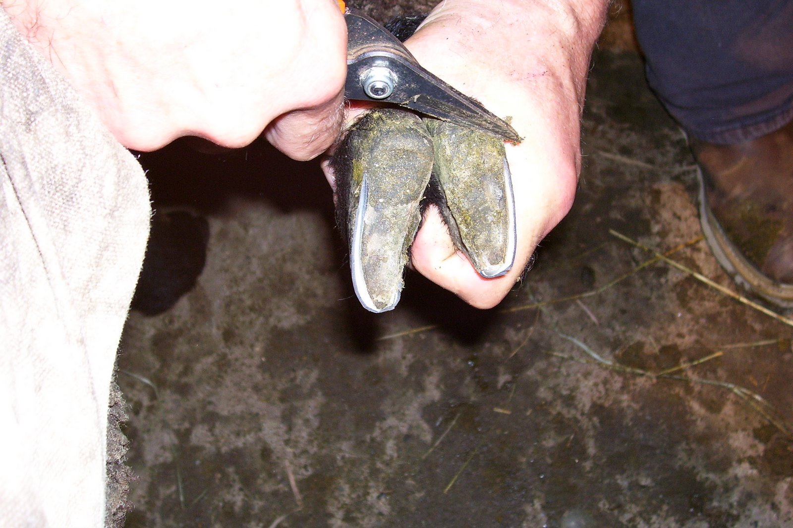 [trimming+hooves+3.jpg]