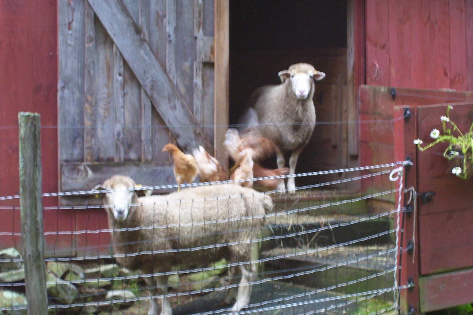 [Della,+Lucy+and+hens.jpg]