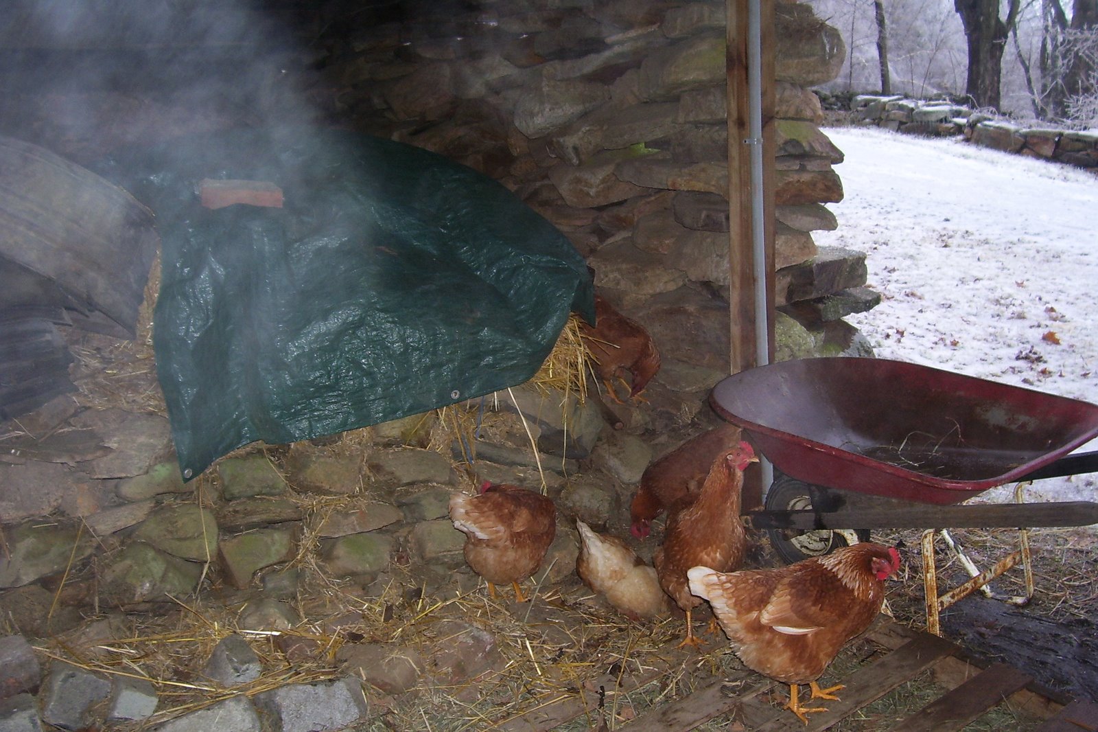 [hens+12+12+08.JPG]