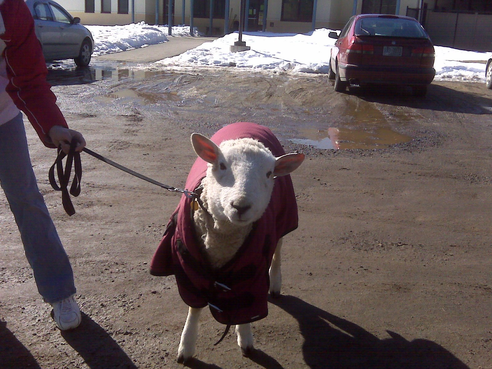 [Maisy+the+therapy+sheep.jpg]
