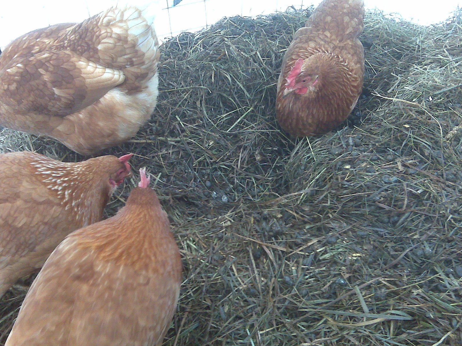 [hen+pecking.jpg]