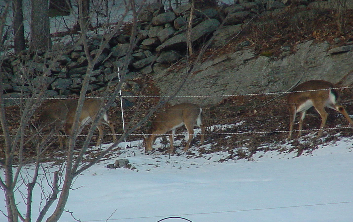 [deer+02+09.JPG]