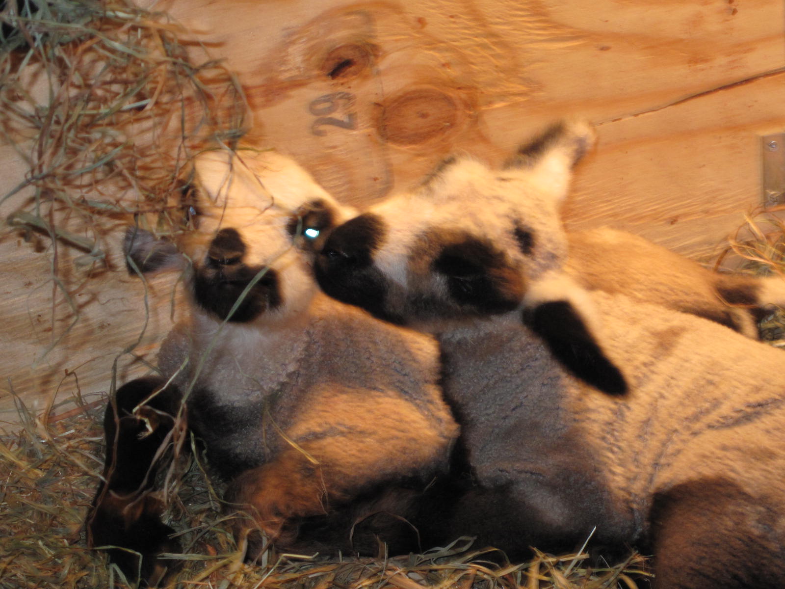 [Hazel's+lambs.JPG]