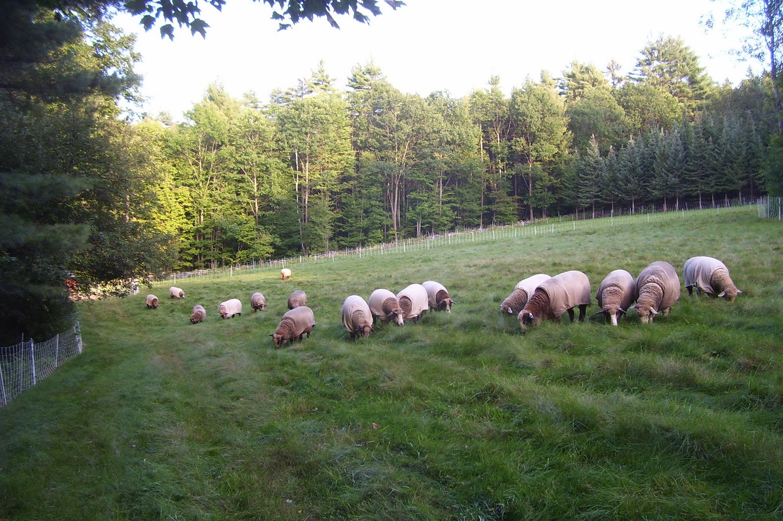 [Long+Ridge+Farm+grazing.jpg]