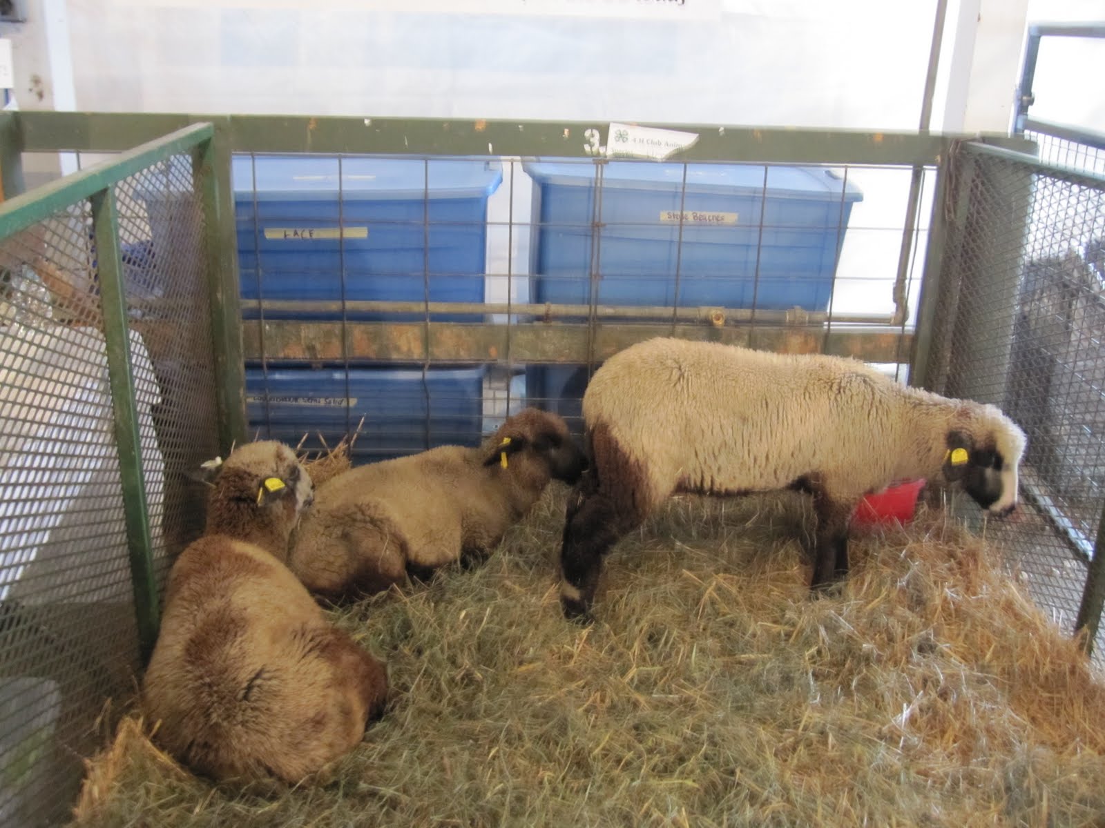 [YCC+CVM+lambs.jpg]