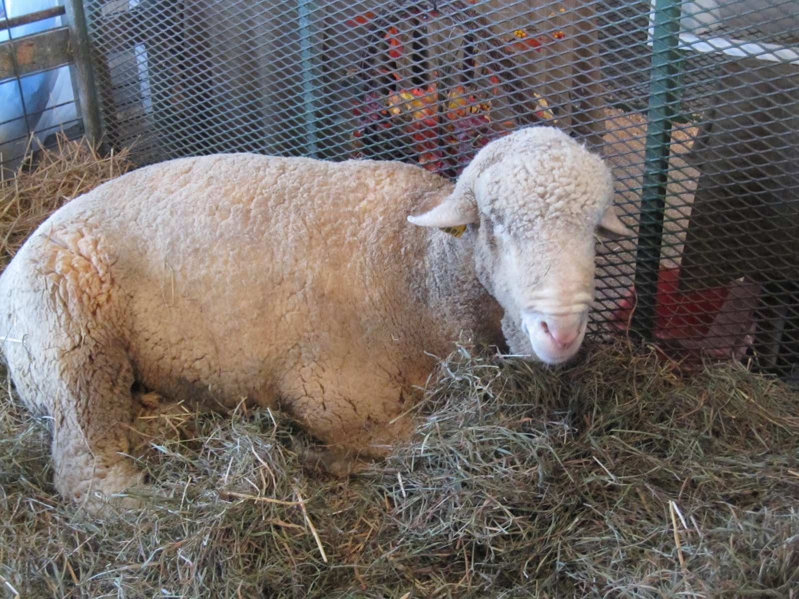 [Lovely+ram.jpg]