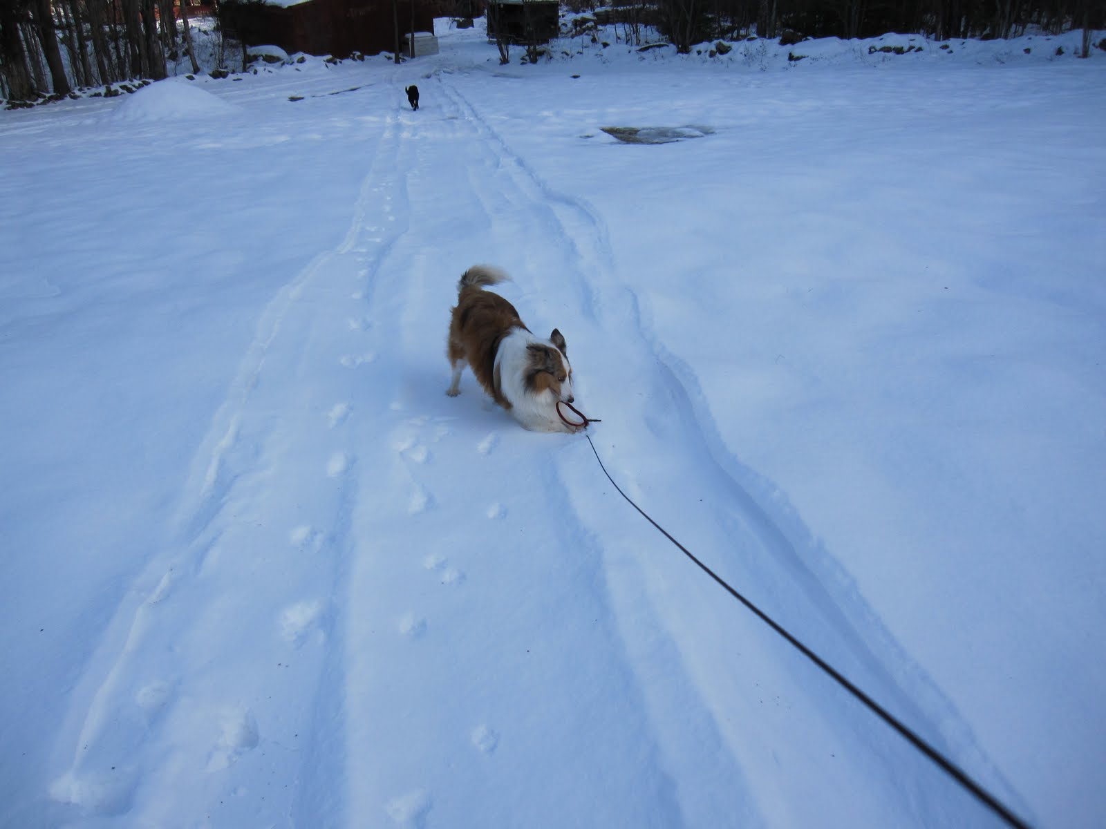 [whos+walking+who.jpg]