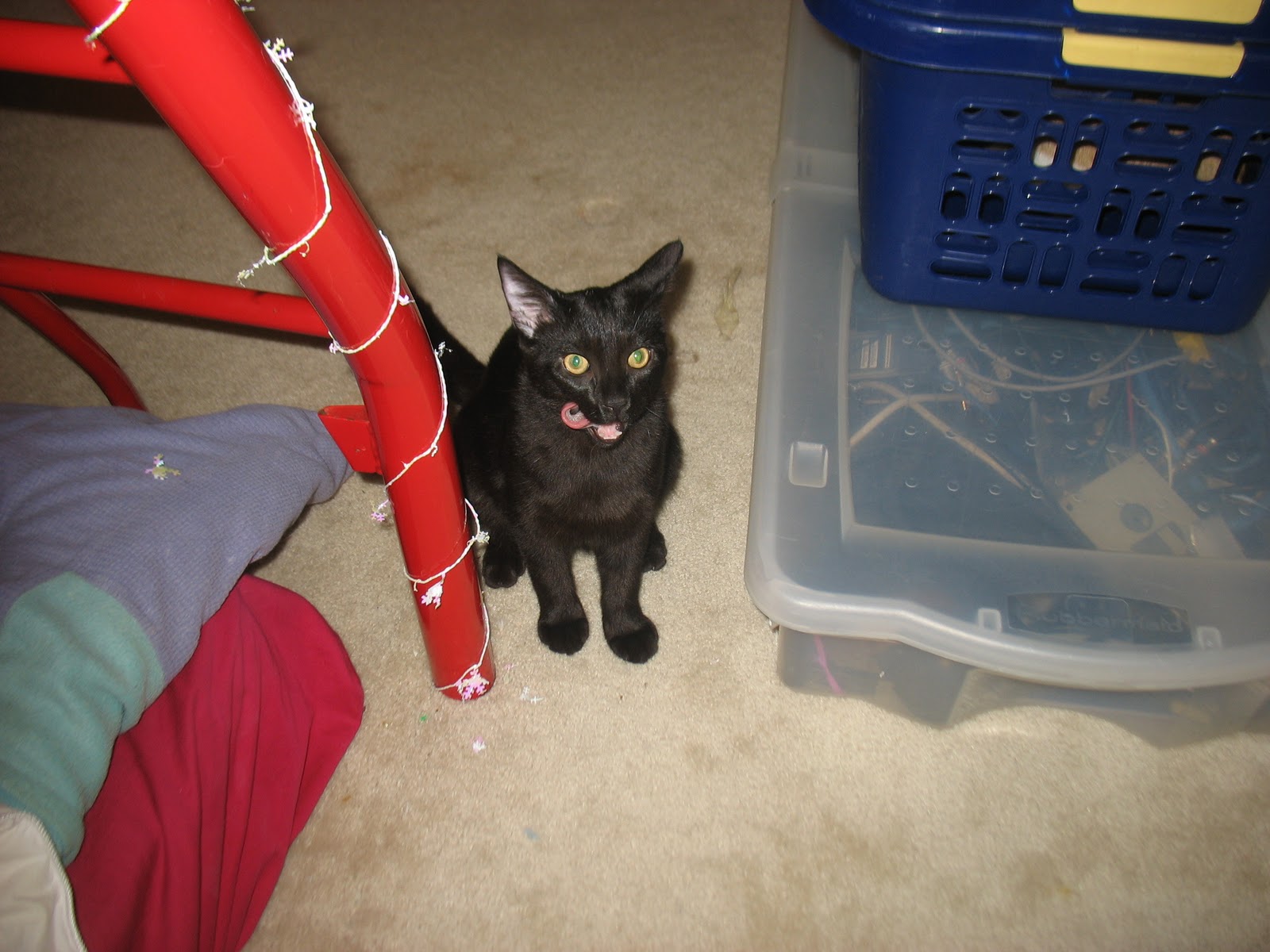 The Adventure Blog Gizmo's broken cat hip