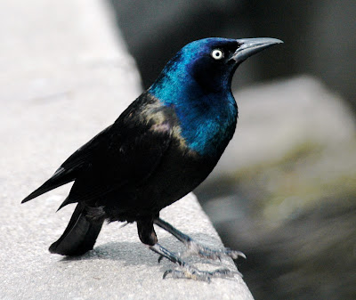 Common Grackle that landed common grackle images. Common Grackle that landed