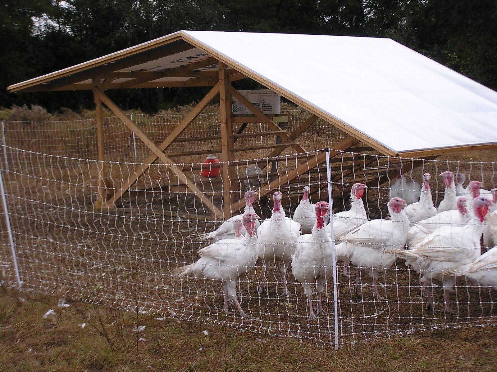 turkeys in roost