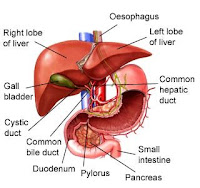 Biology 156: Digestive System and Nutrition Compendium Review