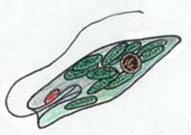 Zoology and Buy Online Euglenozoa