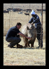 Baby White Rhino in South Africa