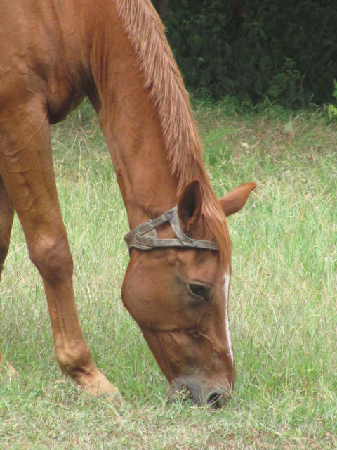 Paradigm Farms Horse Retirement Deer Squirrels Cribbing Collars