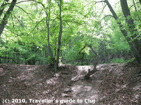 Faget forest