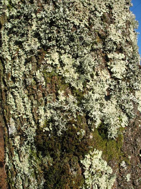 [Lichens-etc-on-Oak.jpg]