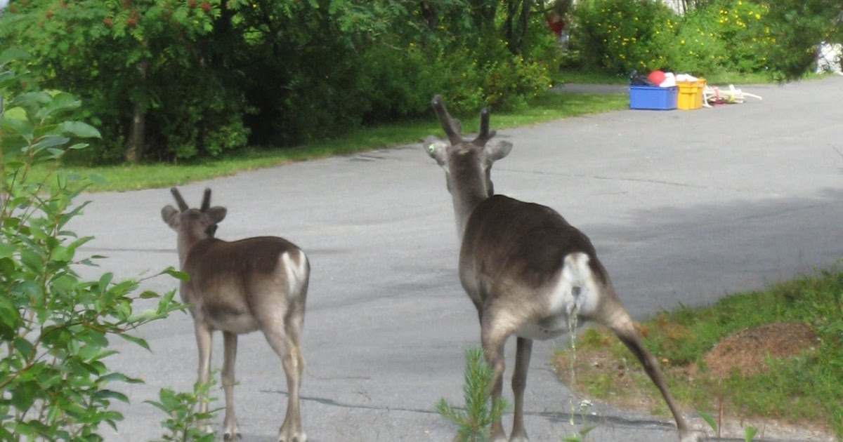 Jess Goes Crazy Reindeer Pee!