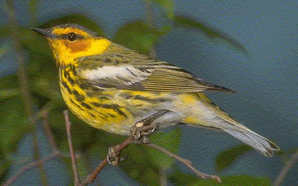 [bird+photo.jpg]