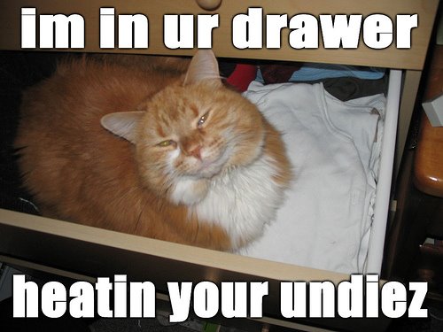 [LOLCats2.jpg]
