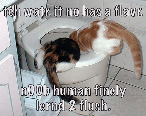 [LOLCats5.jpg]