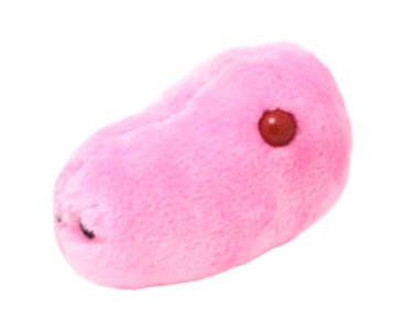 [swine+flu+toy.jpg]