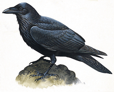 the raven poem symbolism
