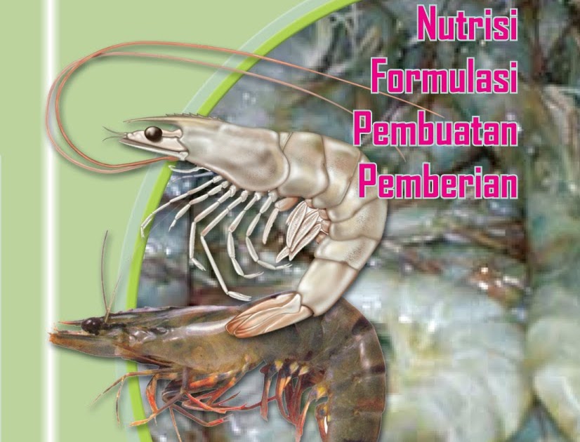 pemberian pakan udang