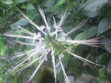 Misai Kucing
