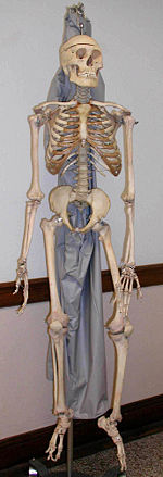 [esqueleto+humano.jpg]