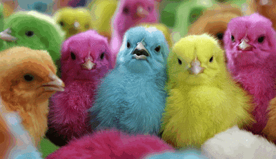 Pollos pintados