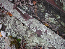 lichen on metal and rock