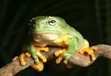 Australian Tree Frog