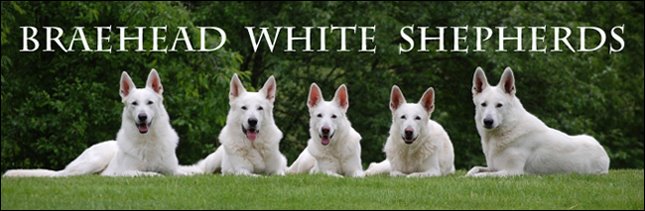 Braehead White Shepherds