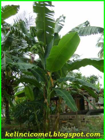 Kerang pisang Resep Kue