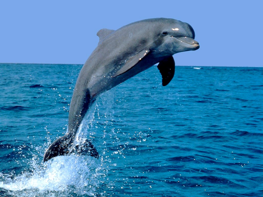 Animales Que Saltan