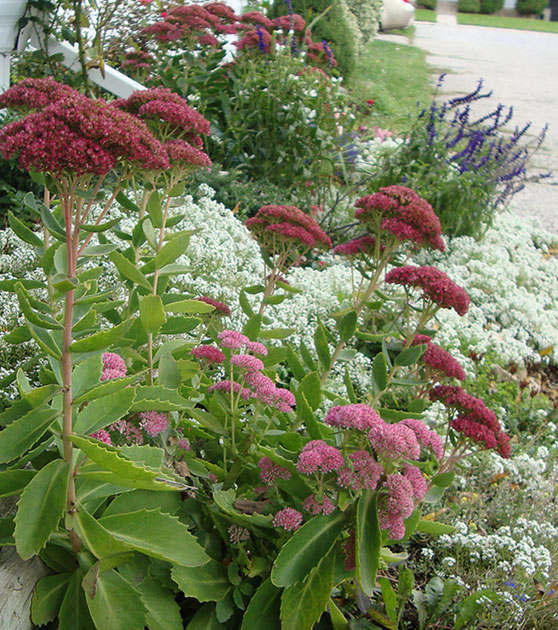 Cottage Garden Beds
