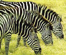 [Zebra3gr.jpg]
