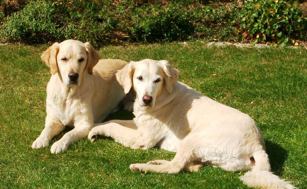 Muki Und Kinder Turnen Bern Nord Gehorchen Und Unfolgsam Sein 8 Lekt Mit Dem Hund