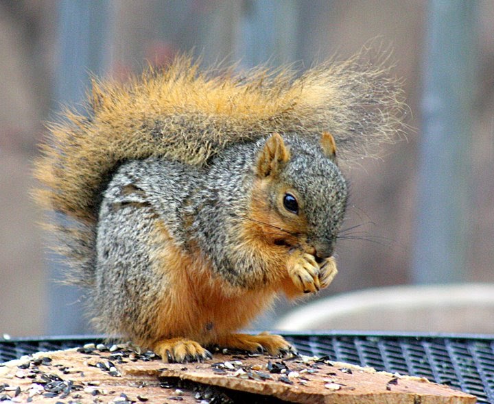 Wisconsin Bound Squirrel's eating my bird food