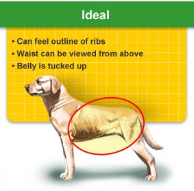 too dog thin fat right k9 paws thought weight ideal