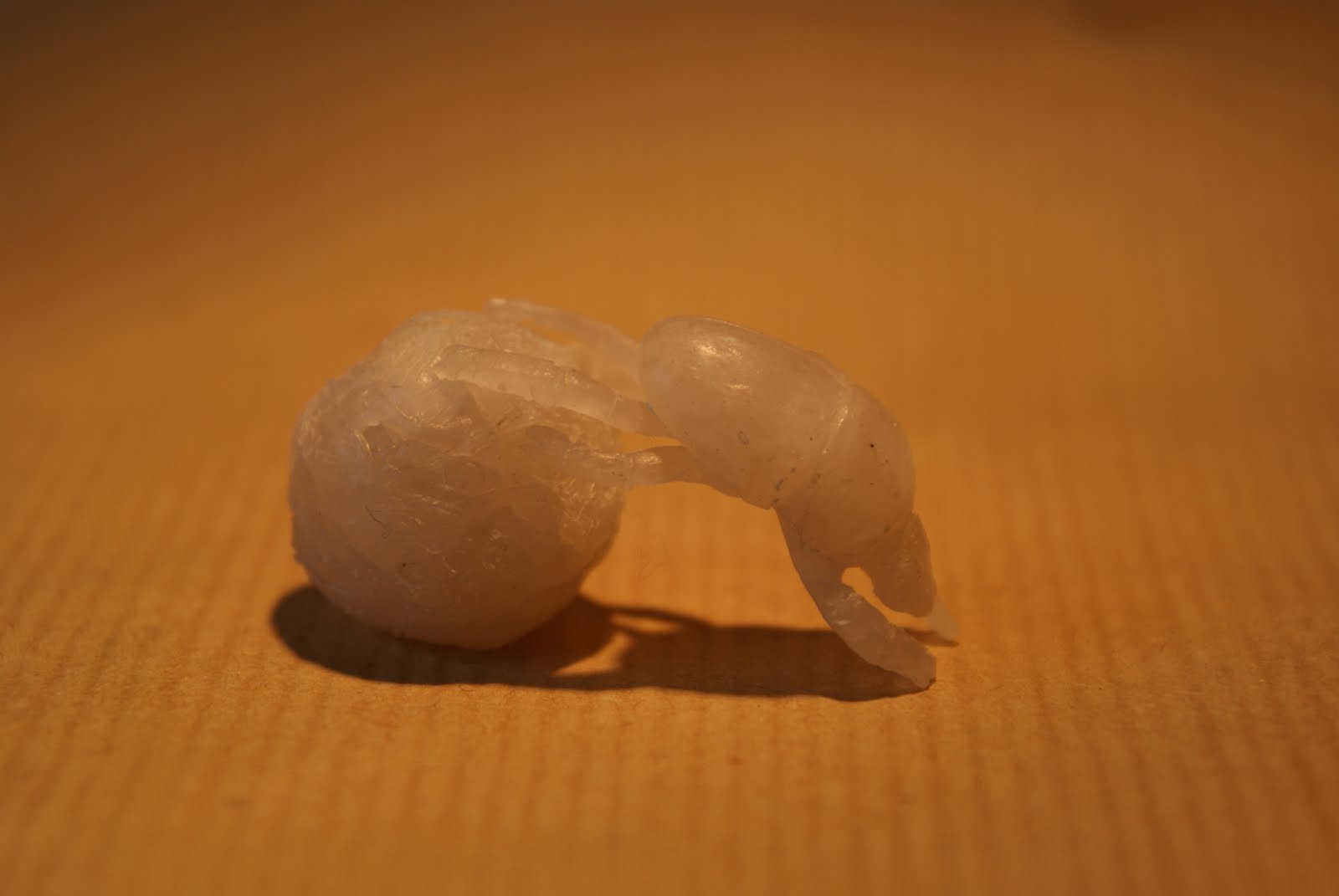 Jigger Flea Animation