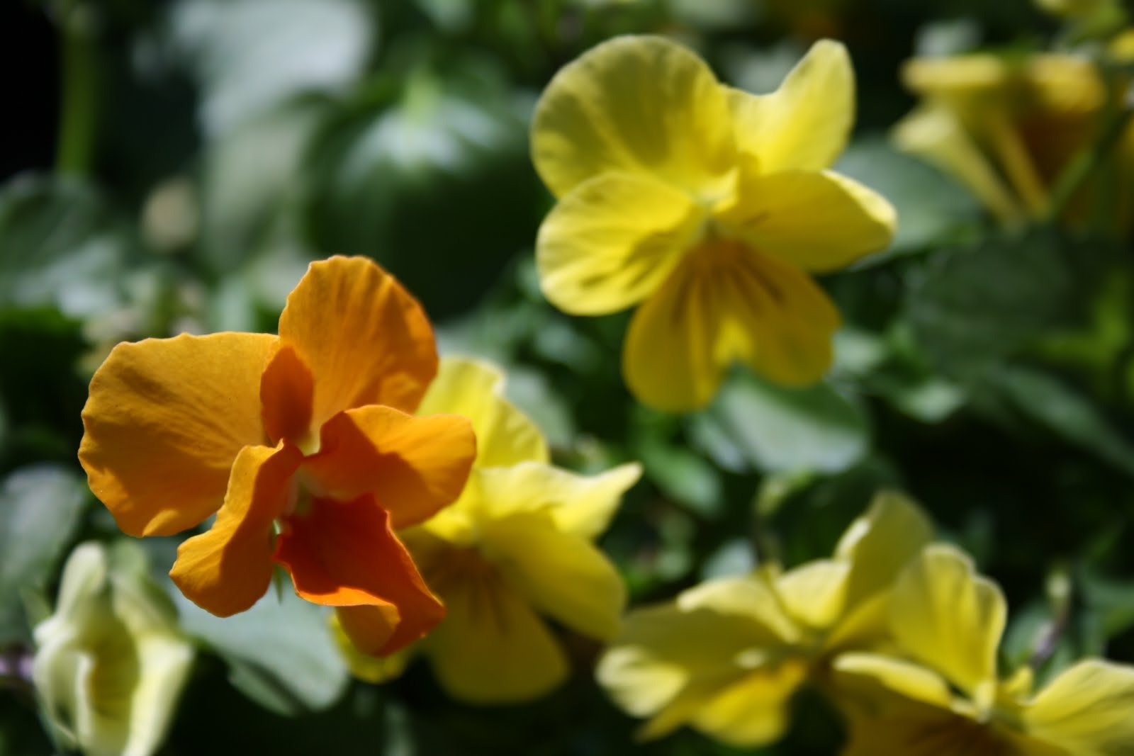 Twig and Toadstool It's Fairy Week...Let's Make a Fairy Ring!!!