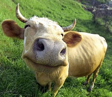 cow face