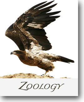 Department of Zoology Department of Zoology